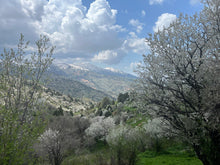 Load image into Gallery viewer, 6/23 開催 UZBEK EVENT 【ウズベキスタンの料理とお話】チケット